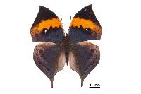 Kallima inachus formosana 枯葉蝶- DearLep 物種頁面